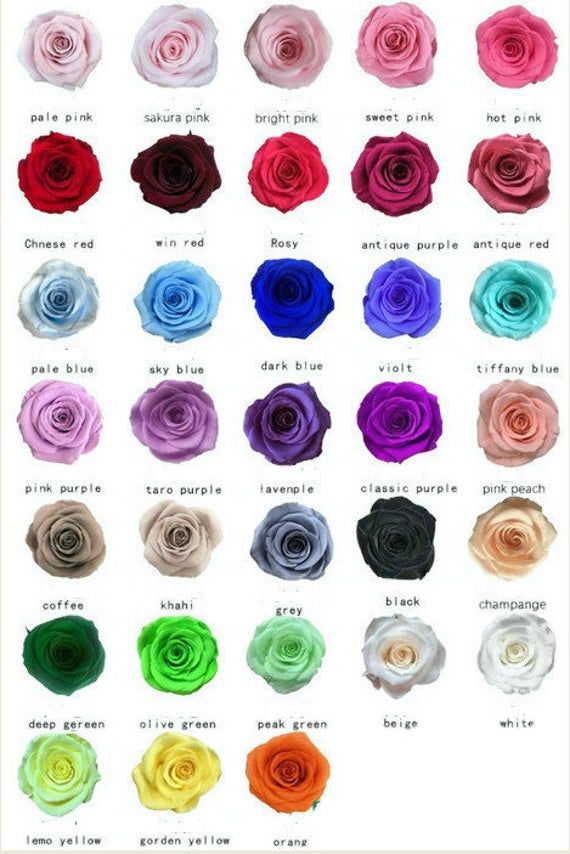 How many color of roses are there? letsdiskuss