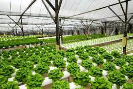 Various Advantages and Disadvantages of Hydroponics - Conserve Energy Future