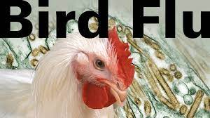 Bird Flu | BioEd Online