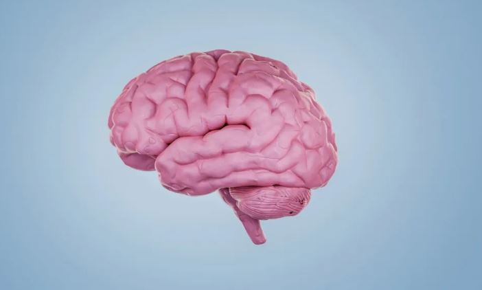 Is the brain a muscle