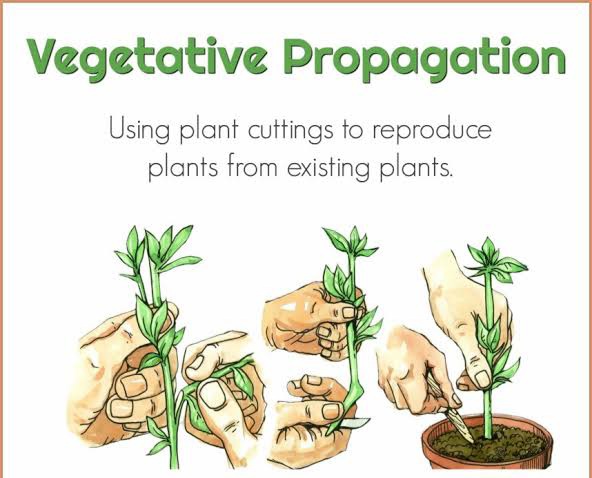 What is vegetative propagation? Explain with suitable examples ...