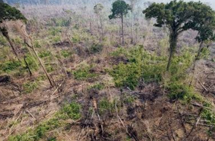 How does deforestation occur? - letsdiskuss