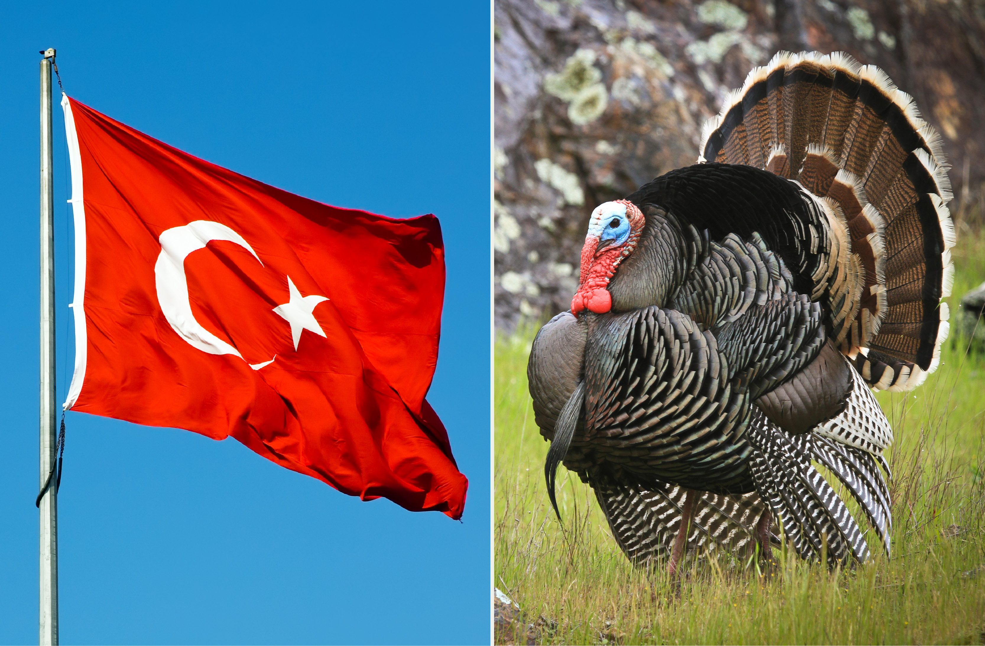 Turkey new. Republic of Turkey знак. Турция официальное название. Gerb Turkey. Нидерландия и туркия.