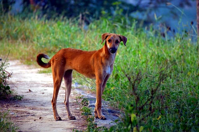 Indian Pariah street Dog-letsdiskuss