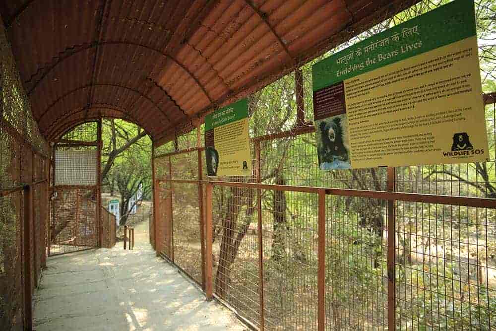 agra bear rescue center