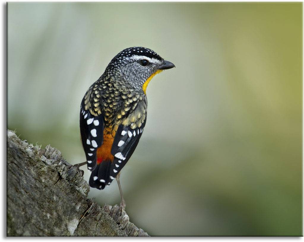 Spotted Paraldotte-letsdiskuss